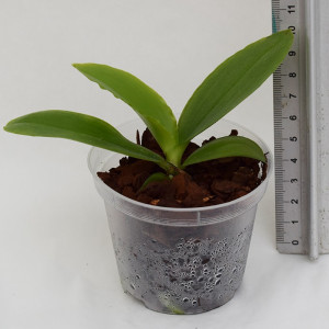 Phalaenopsis George Vasquez