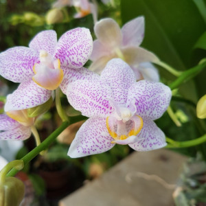 Phalaenopsis Little Star