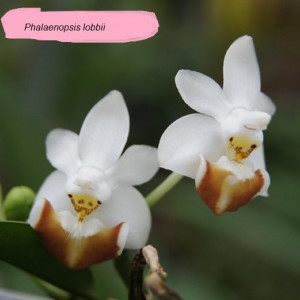 Phalaenopsis Lobbii