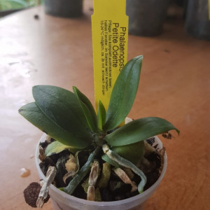 Phalaenopsis Petite Odette