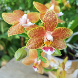 Phalaenopsis Table Masterpiece