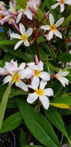 Plumeria Melody
