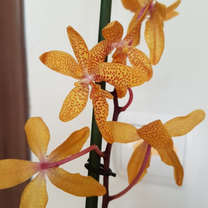 Renanthopsis Mildred Jameson