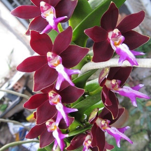 Trichoglottis Atropurpurea FS