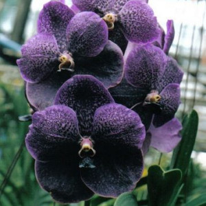 Vanda Robert Delight Black Alexander FS