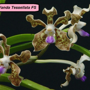 Vanda Tessellata FS