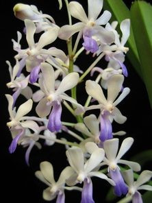 Vandacostylis Lou sneary white, blue lips