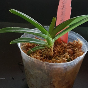 Ascocentrum Garayi FS