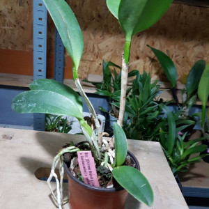 Blc. Chinese Bronze X (Blc. Lee Langford X Blc. Goldenzelle) X Blc. Waikiki Lea