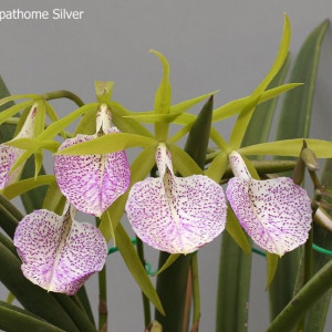 Brassocattleya Nakornpathome silver "Joy black" AM/AOS