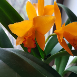 Cattleya 1