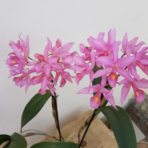 Cattleya Guatemalensis