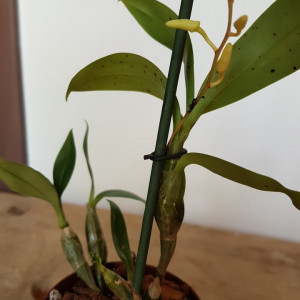 Dendrobium Harveyanum