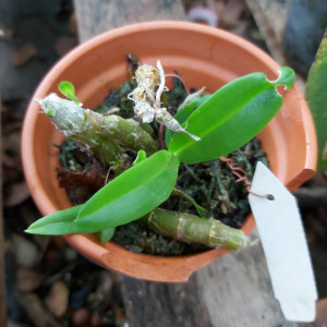 Dendrobium parishii - clumps