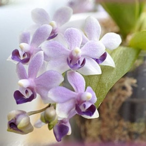 Doritaenopsis Tzu Chiang Sapphire FS