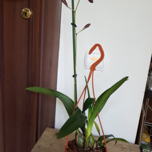 Encyclia Cordigera