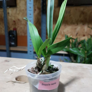 Encyclia Mariae