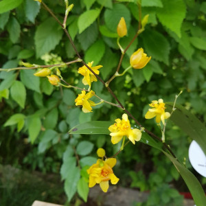 Oncidium Twinkle