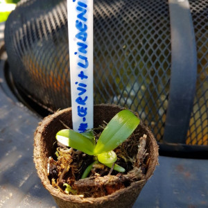 Phal. Cornu-Cervi var. Red X Phal. Lindenii