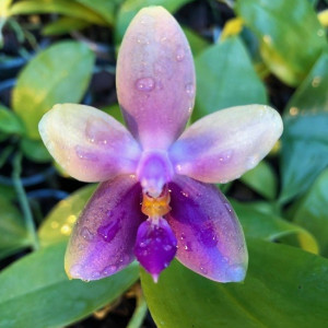 Phalaenopsis ambotrana dark yellow x bellina