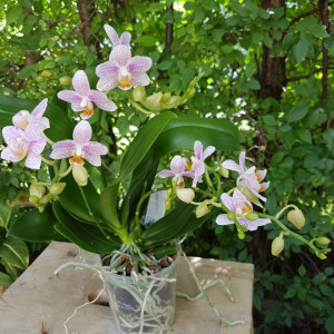 Phalaenopsis Little Star
