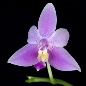 Phalaenopsis Violacea Mentawai FS