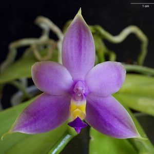 Phalaenopsis Violacea var. Coerulea FS