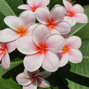 Plumeria Cherry Pink