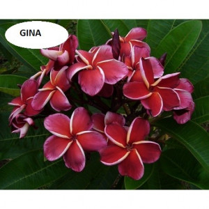 Plumeria Gina