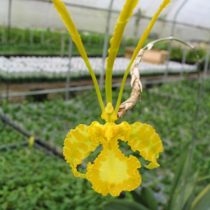 Psychopsis Mariposa var. Alba FS