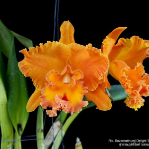 Rlc. Suwannabumi Delight var salmon queen var siam