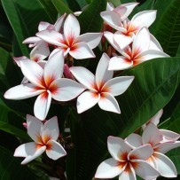 Seminte Plumeria Magenta Powder