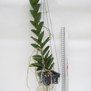 Trichoglottis Atropurpurea FS