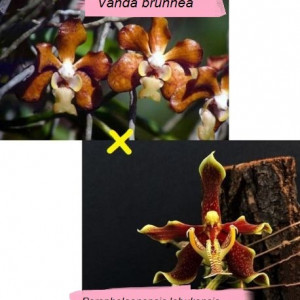 Vanda Brunnea X Paraphalaenopsis Labukensis