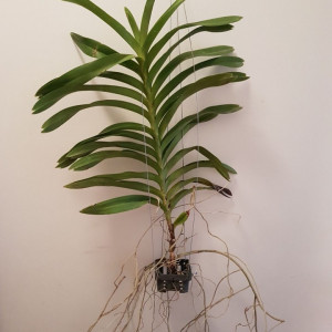 Vanda Denisoniana X xself w1 FS