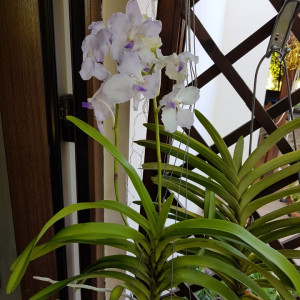 Vanda Kanchana Lavender Mist