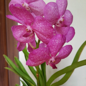 Vanda Mix in vas de sticla