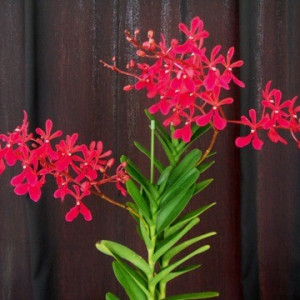 Vanda Philippinensis selected mericlone FS / Renanthera Phil.