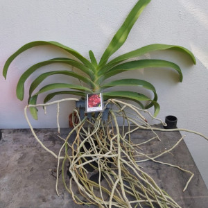 Vasco. Crownfox Red Gem X Rhy. gigantea red
