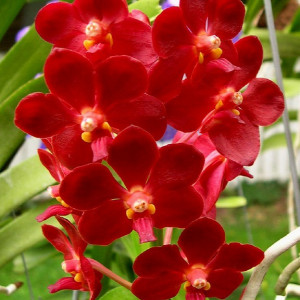 Vascostylis Roll on Red FS