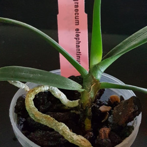 Angraecum Elephantinum FS
