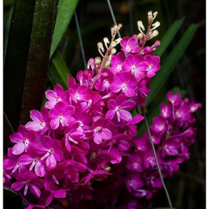 ASCTM. Curvifolium (shocking pink)