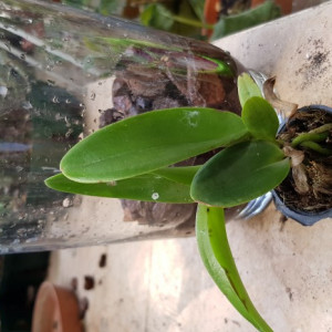 BC. Jairak Fire Star, seedling