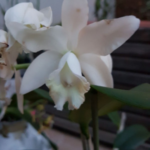 Cattleya alb