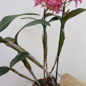 Cattleya Guatemalensis