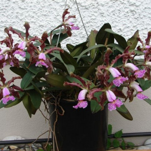 Cattleya Schilleriana FS