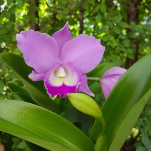 Cattleya