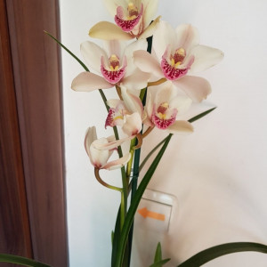 Cymbidium 1T