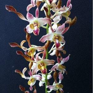Dendrobium antelope Chan-Chao