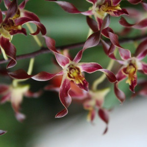 Dendrobium Antelope var Red FS